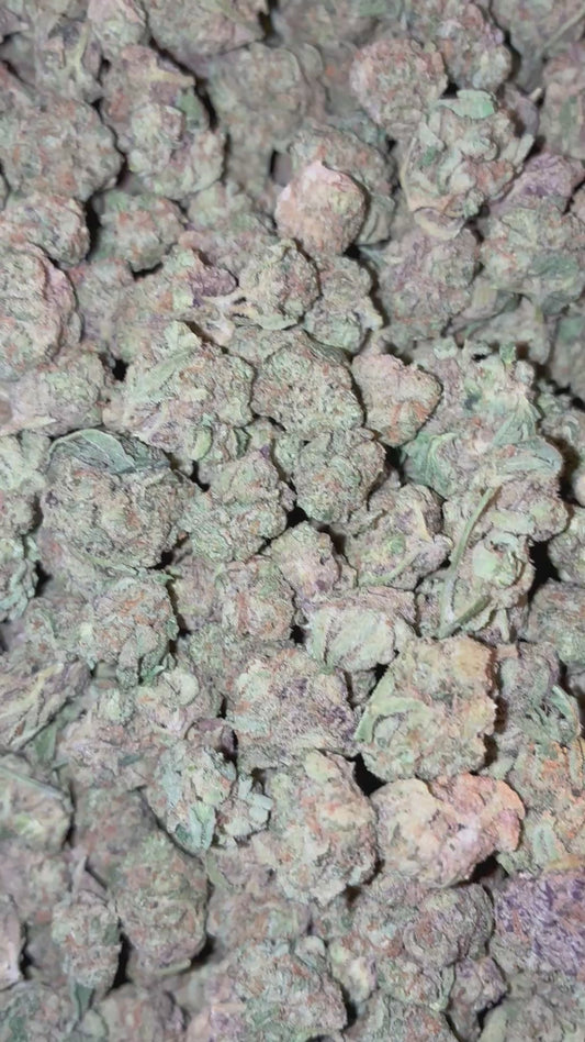 Snowman 🧊⛄ (Hybrid) (Flower)smalls